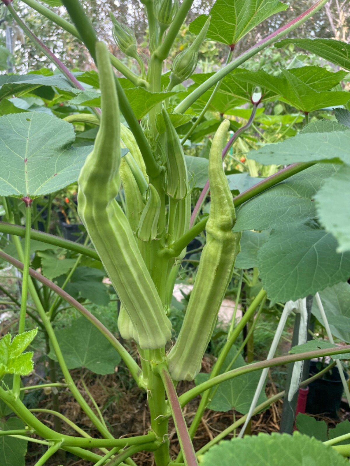 40+ Louisiana 16 Inch Longhorn Okra Seeds Longest Most Robust Pods Heirloom