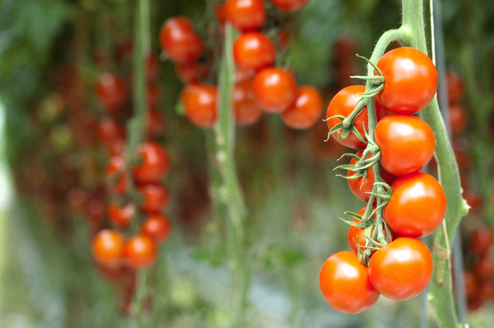 1 Oz Bulk ITALIAN TREE TOMATO ‘Trip L Crop’ Seeds – 1 Ounce = Approx 9500 Seeds