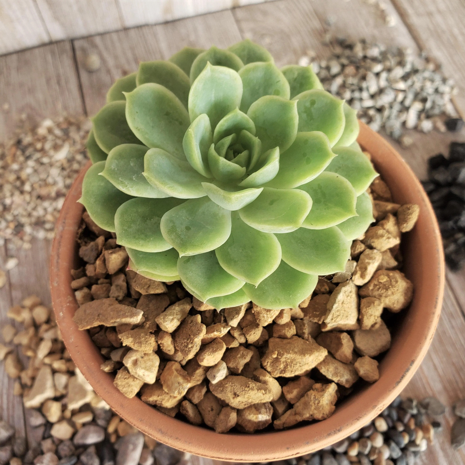 1 Lb 3/8 California gold river rock Cactus and Succulent Top Soil Dressing cactu
