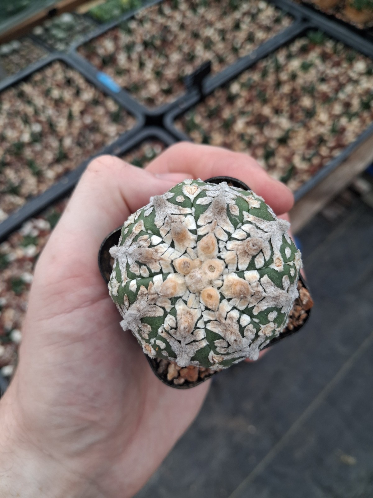 Astrophytum asterias cv. V-type US seller