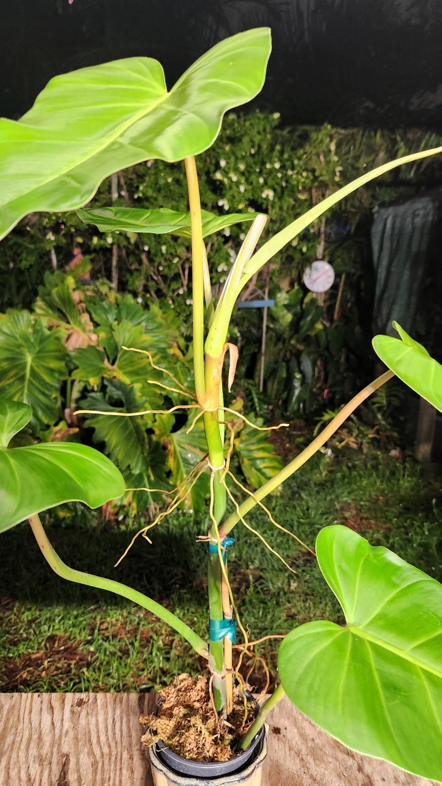 Philodendron Species Plant 5″ Pot 25″ Tall 24″ Wide