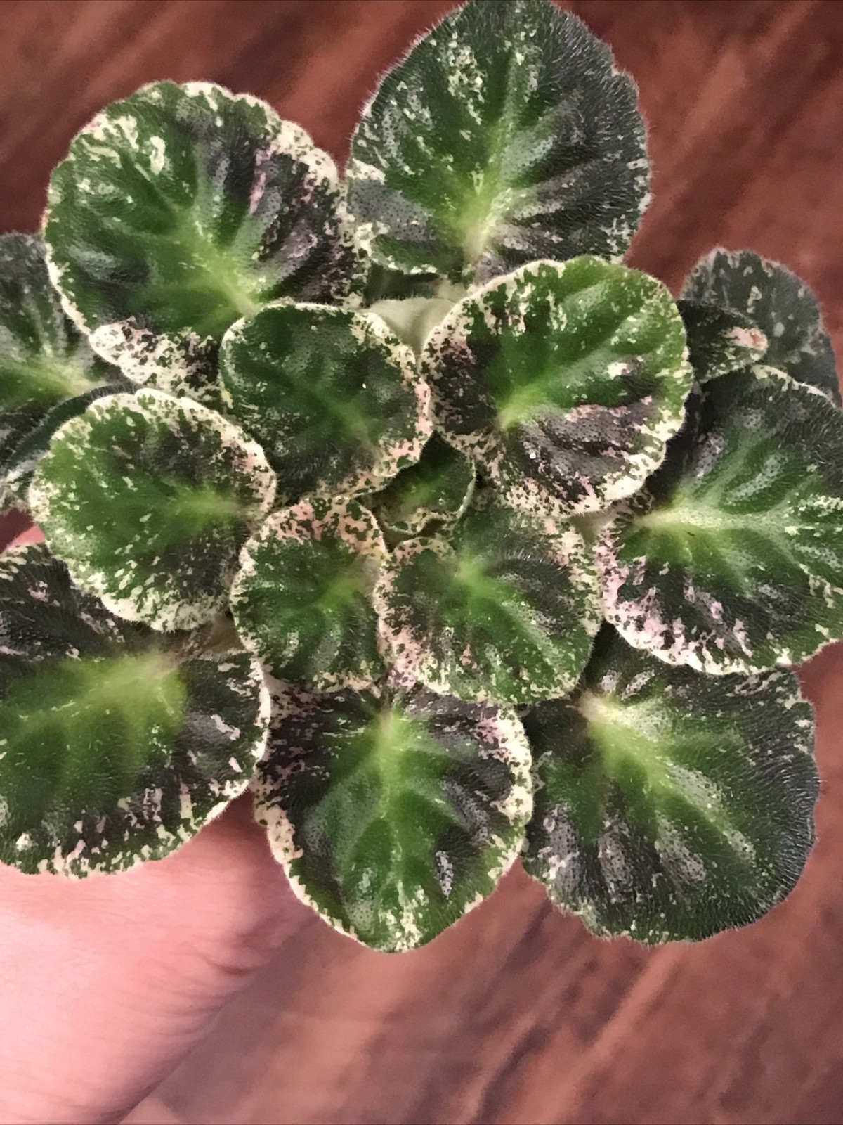 African Violet Watermelon Snow (Standard)