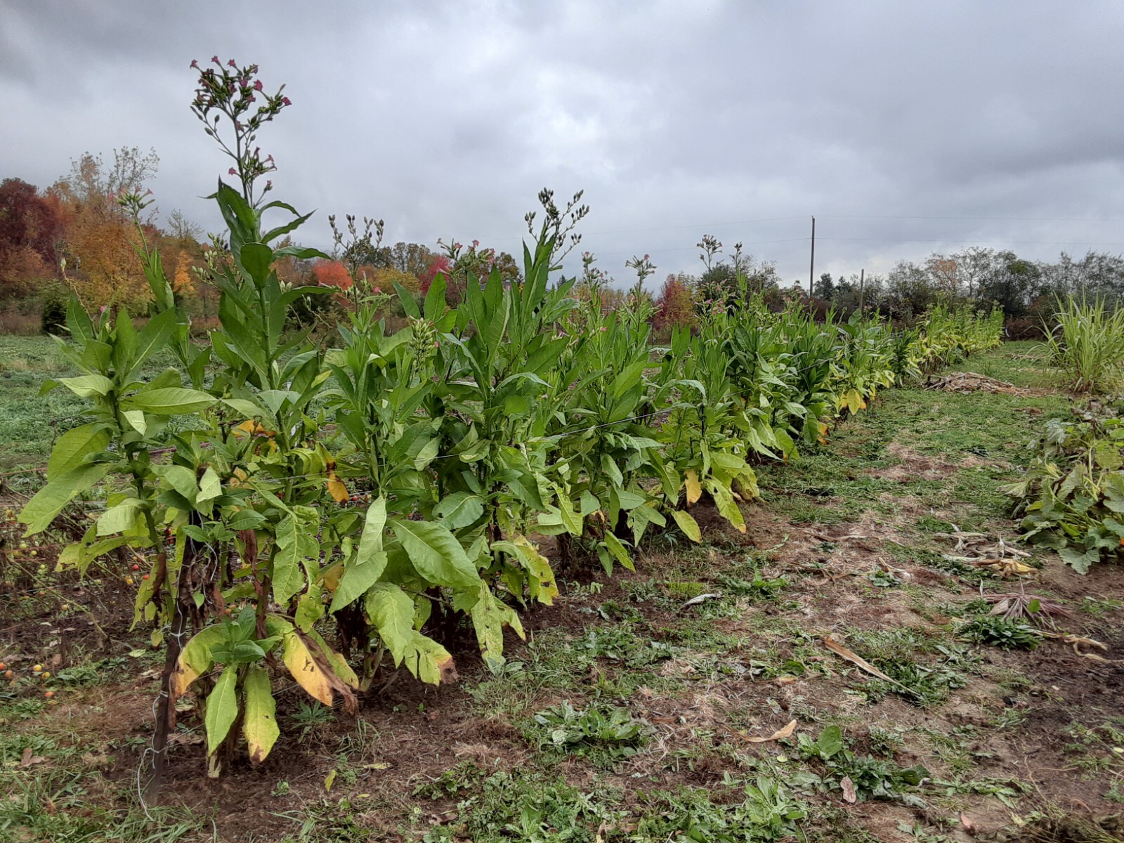 1000 “Great Lakes Gold” Tobacco Seeds FROM MICHIGAN! Organic, Heirloom, non-GMO