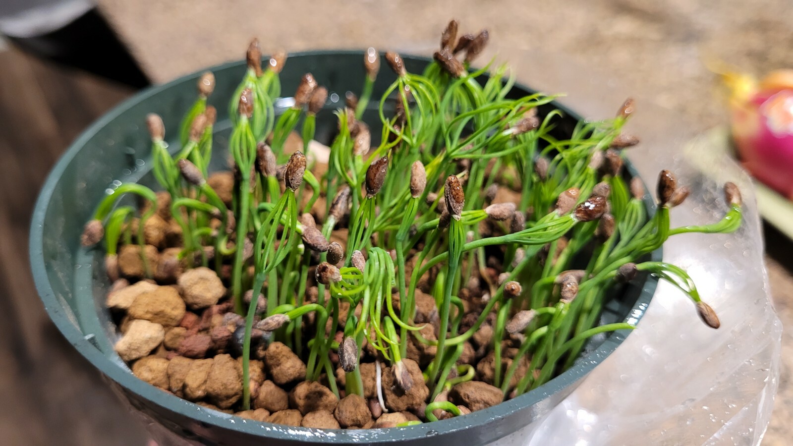 Japanese Black Pine Bonsai Seeds | 50Pk High Germination Success