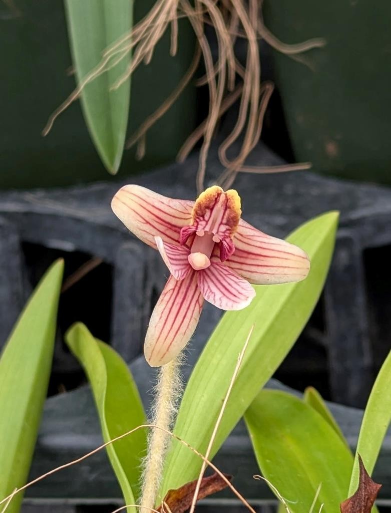 Unusual Orchid Species Eria globifera. Wooly Flower Buds! Looks Like A Moth!