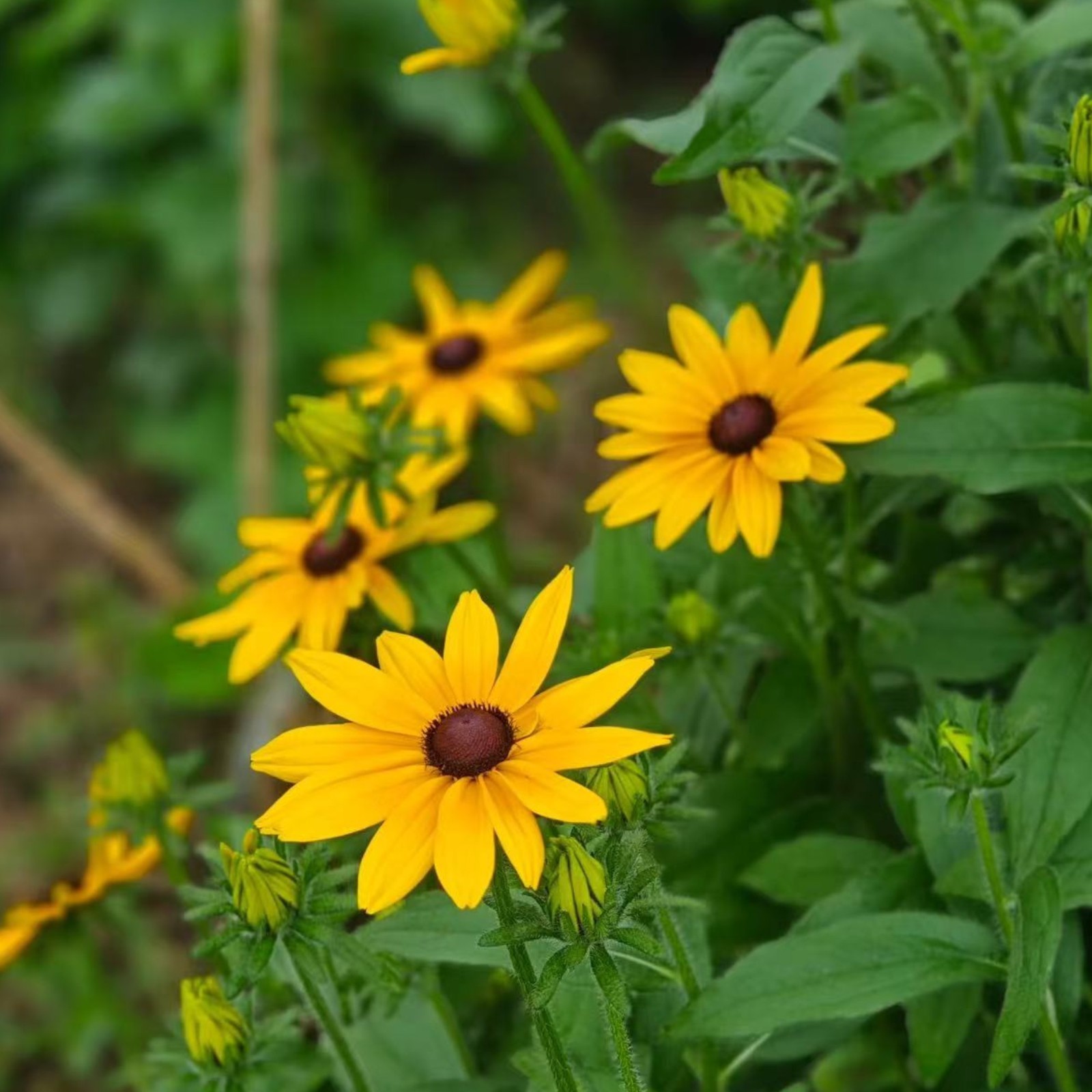 500 Black Eyed Susan Seeds Bright Yellow Daisy-Like Blooms for Garden Zones 3–9