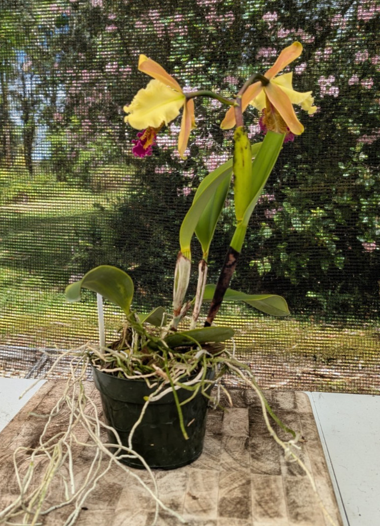 Orchid Eros- C. dowiana v. aurea x sib