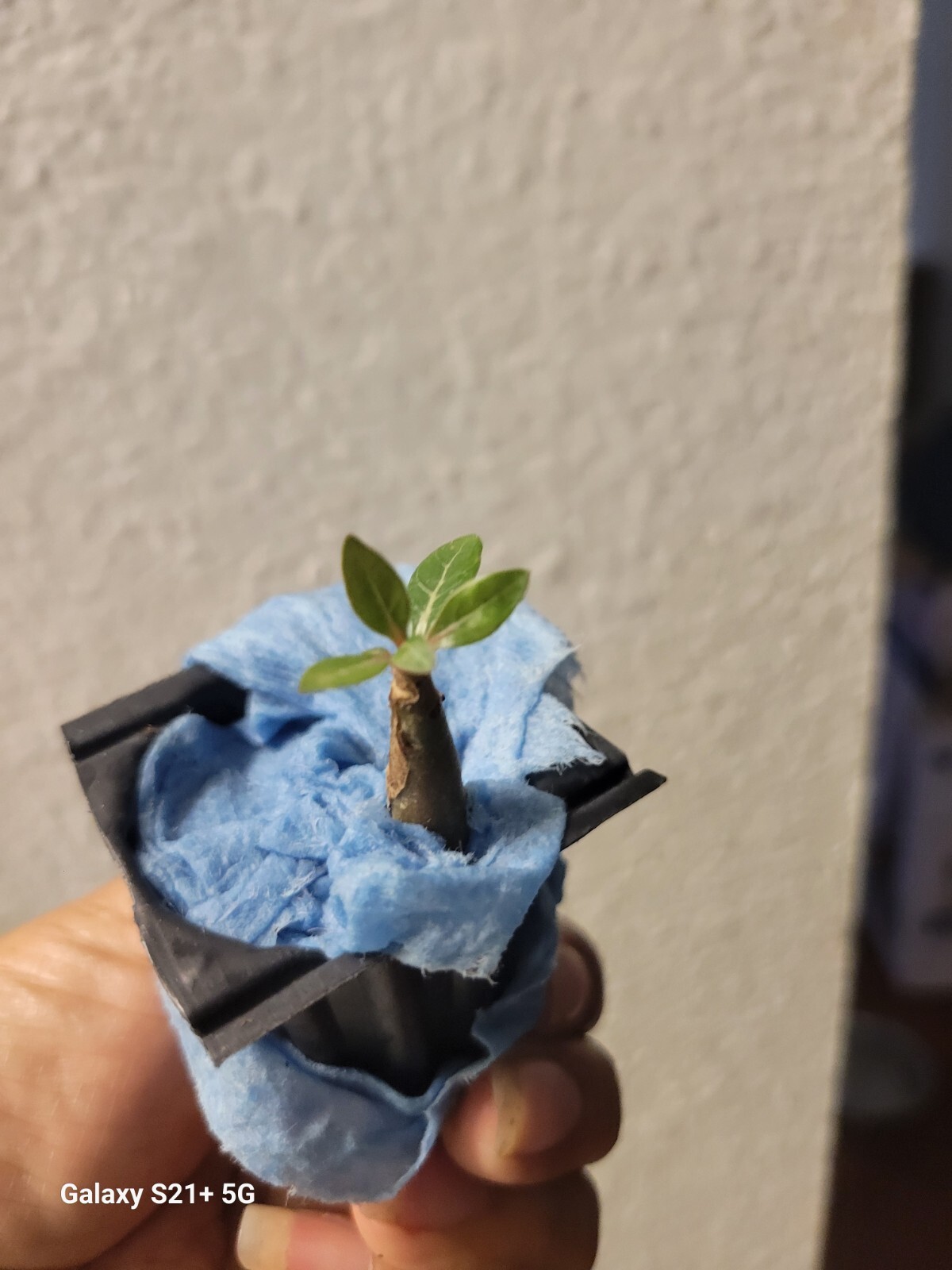 1 Desert Rose purple plant seedling Adenium Obesum purple Baby Plant See Pics