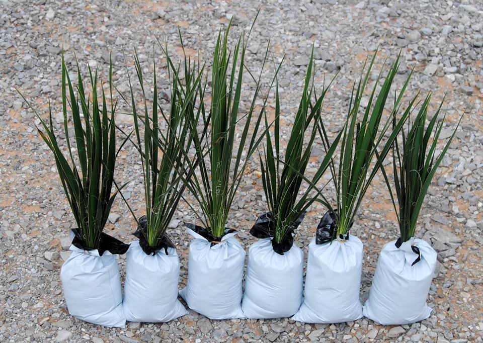 Yucca Plants 6 Large 15-20 inches tall Landscaping Flowers White ADAMS NEEDLE