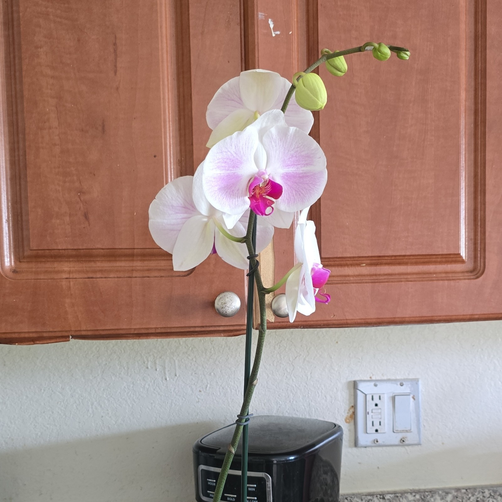 Phalaenopsis Moth Orchid Live Potted Plant, Flowering White Pink Blooms
