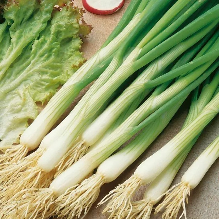 250+ White Lisbon Onion Seeds – Scallion / Bunching – Non-GMO – Heirloom – FRESH