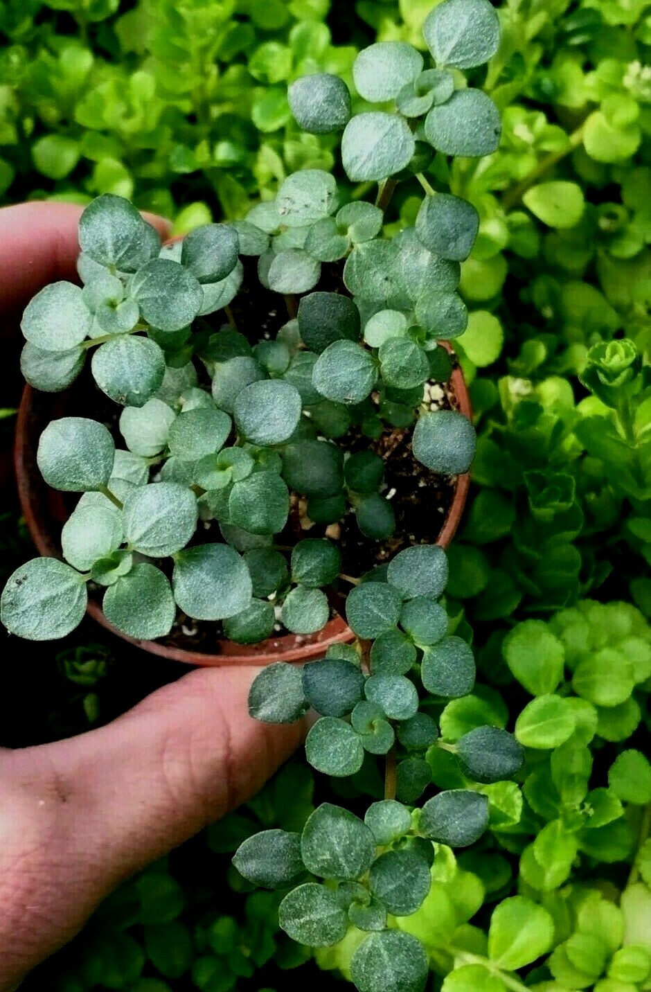 PILEA ‘SILVER SPRINKLES’, ‘GRAY ARTILLERY FERN – 2″ POT -MINIATURE PLANT