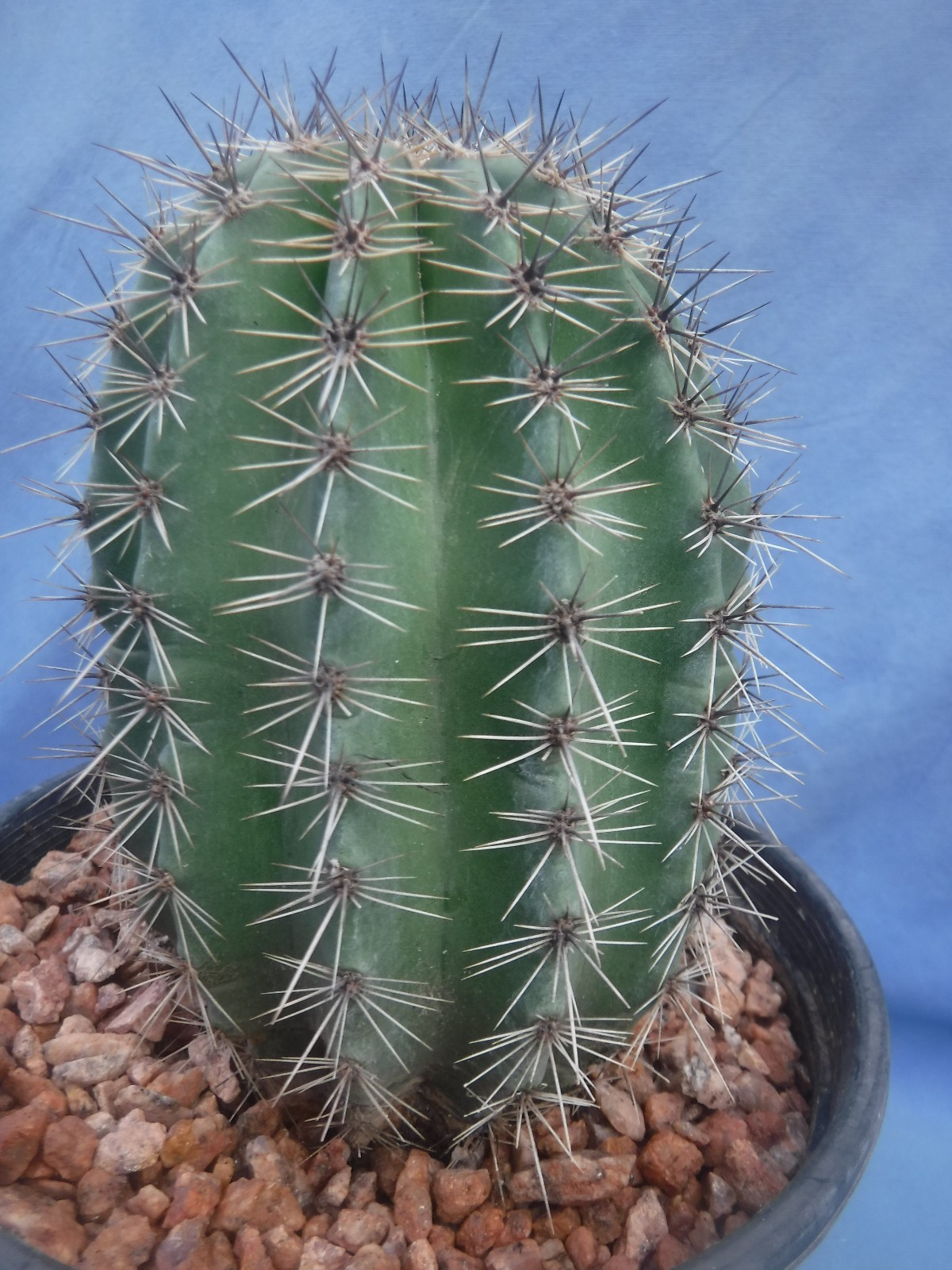 Saguaro Cactus NICE SPINES Carnegiea gigantea Succulent 5″-10″ Tall 8+ Years Old