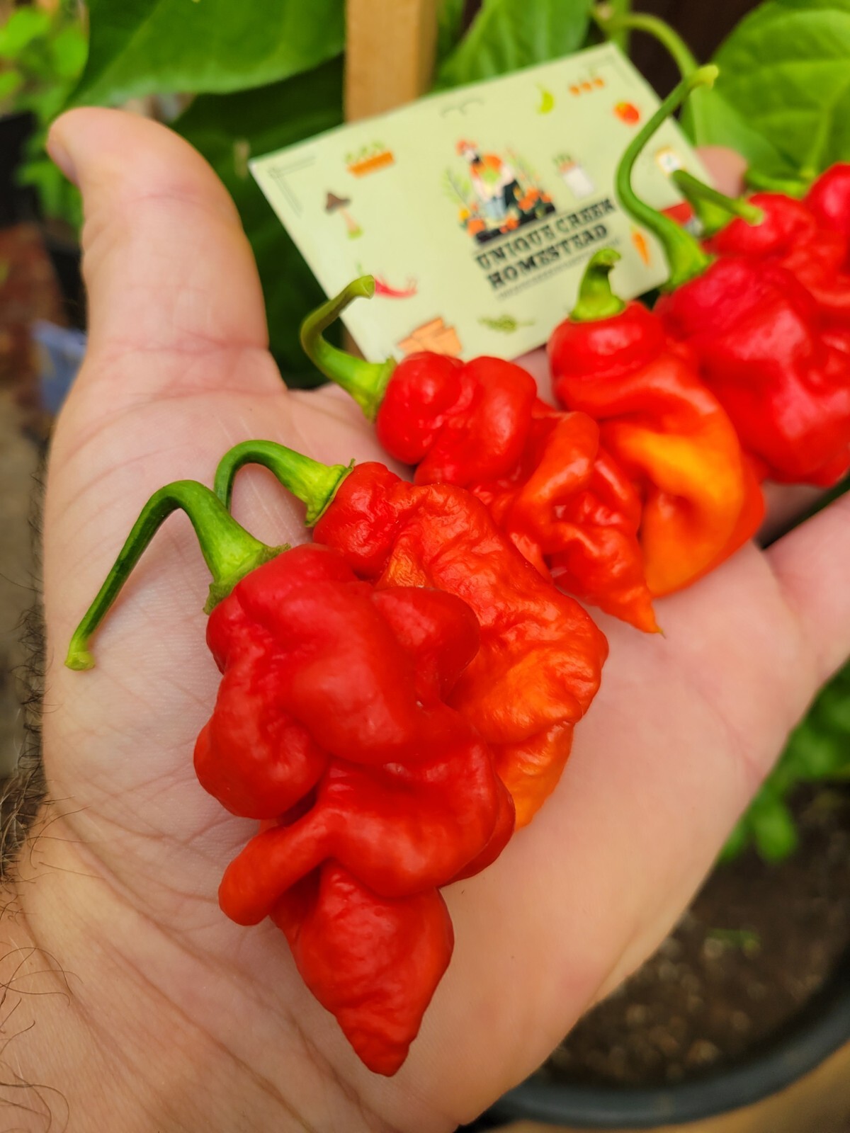 RED X Pepper Seeds Super Hot 1,000,000+ Scoville SHU Unique Creek