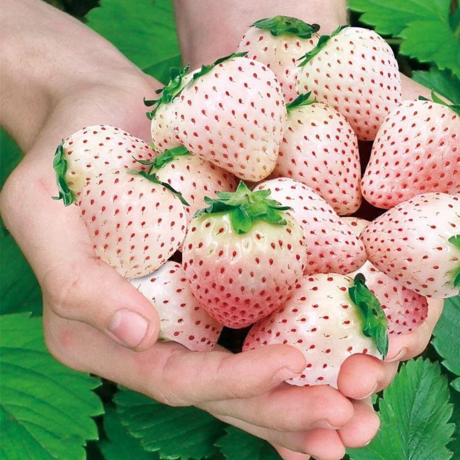 Milk Strawberry Seeds – 200 Seeds – Non-GMO Perennial Variety for Home Gardens