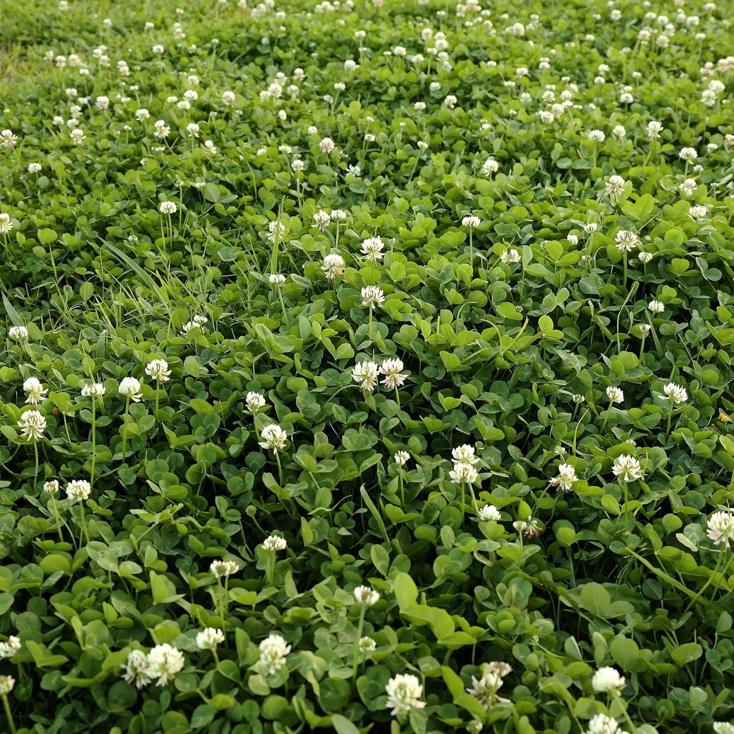 Perennial White Dutch Clover Seed – 2 lbs. Nitrocoated, Inoculated Clover Seeds