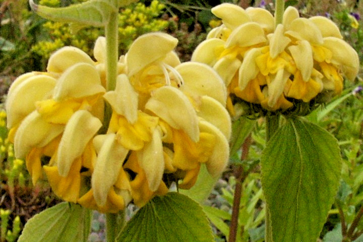 bright yellow phlomis 50 seeds Jerusalem sage, phlomis russeliana