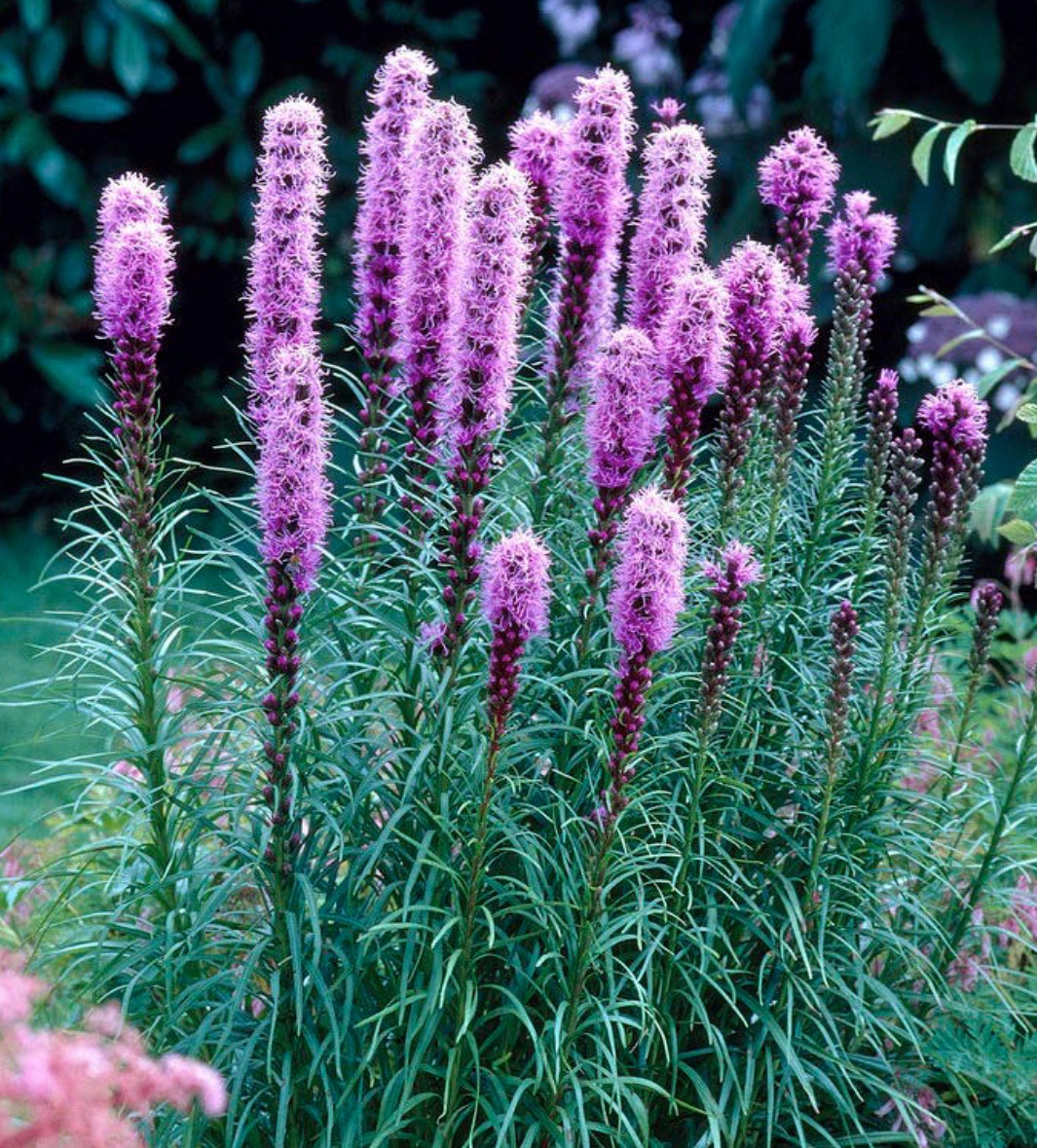 Liatris Floristan Violet Perennial Live Plants/Plugs- 4 “baby” Plants Per Offer