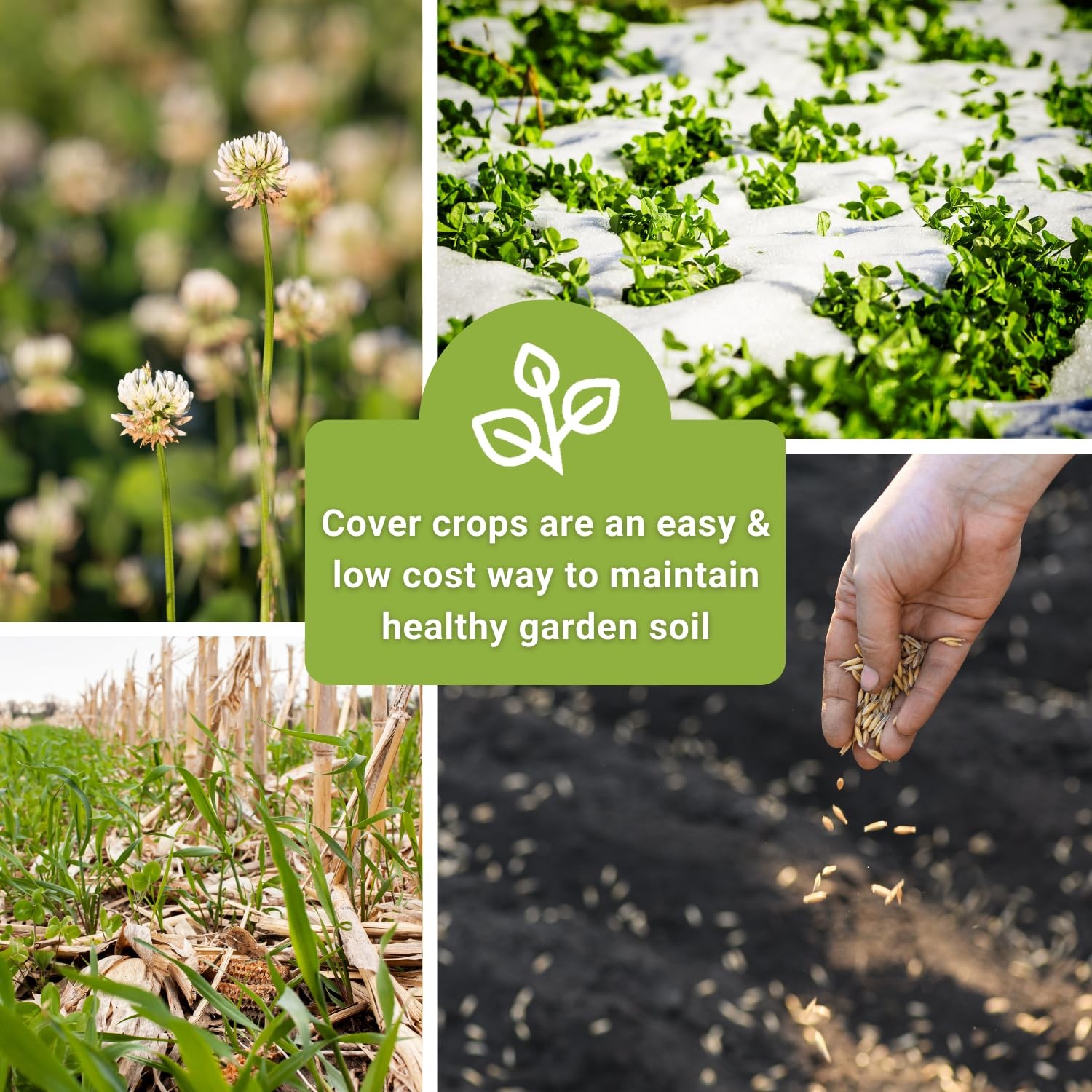 Cover Crop Seeds for Planting – Winter Rye, Dutch Clover & Oats – Non-GMO