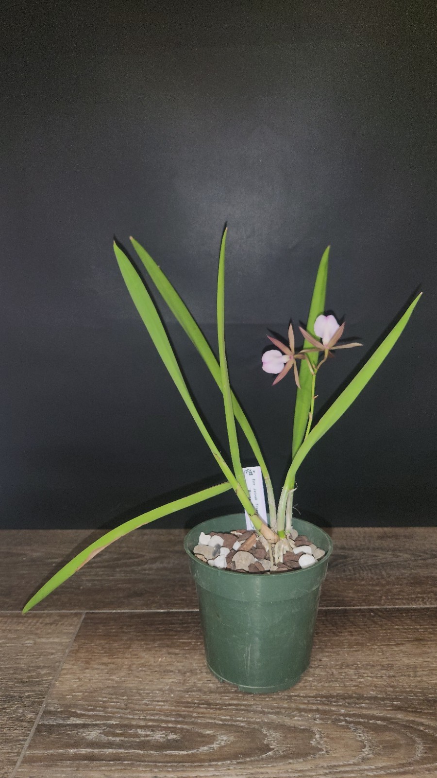 Encyvola Jairak Treasure ‘Brown Bird’ 3.5″ Pot BS Division