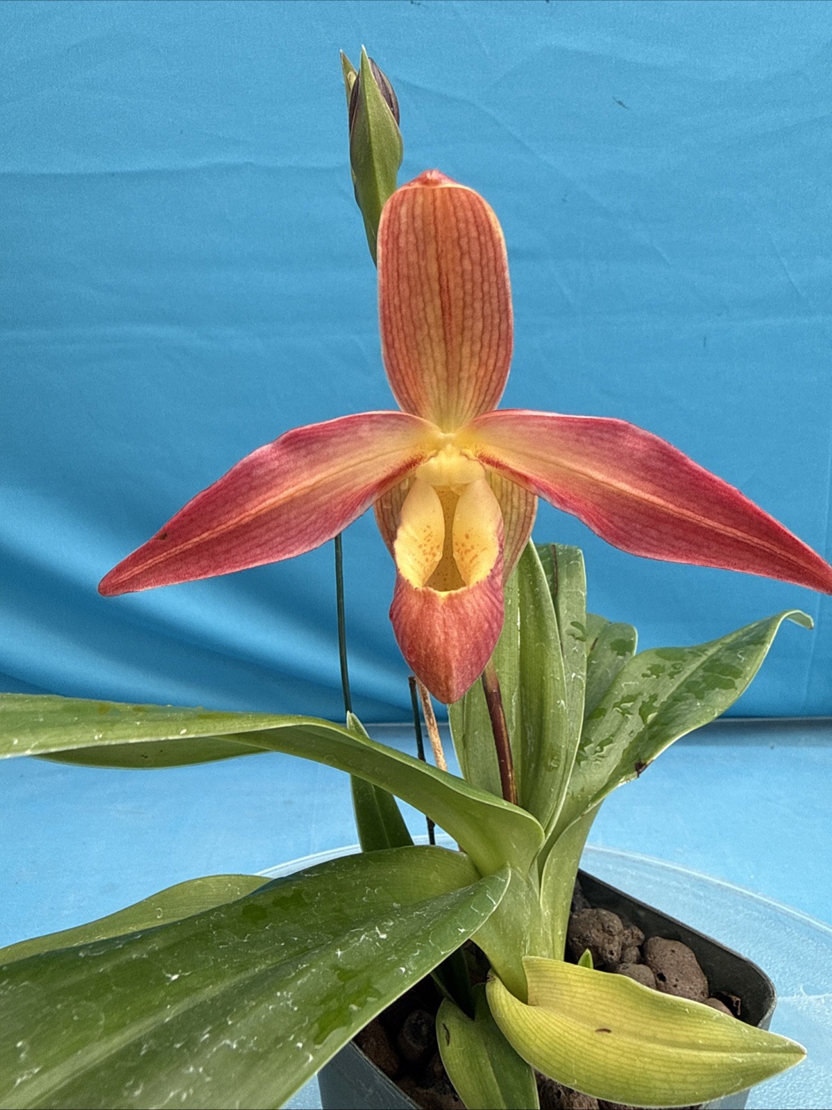 Phragmipedium Eric Young Orange Yellow Pink NBS Orchid New Import 4” Pot SPIKING