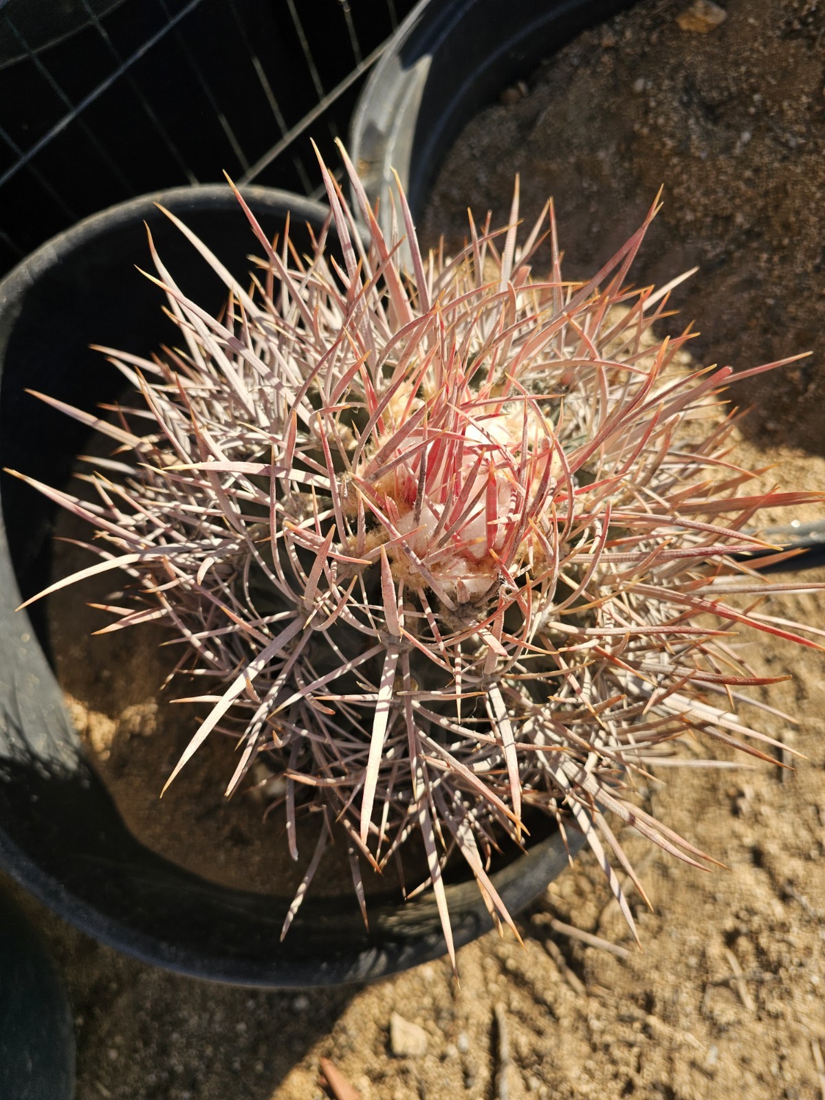 E. Polycephalus, 11″ Tall, 10″ Wide