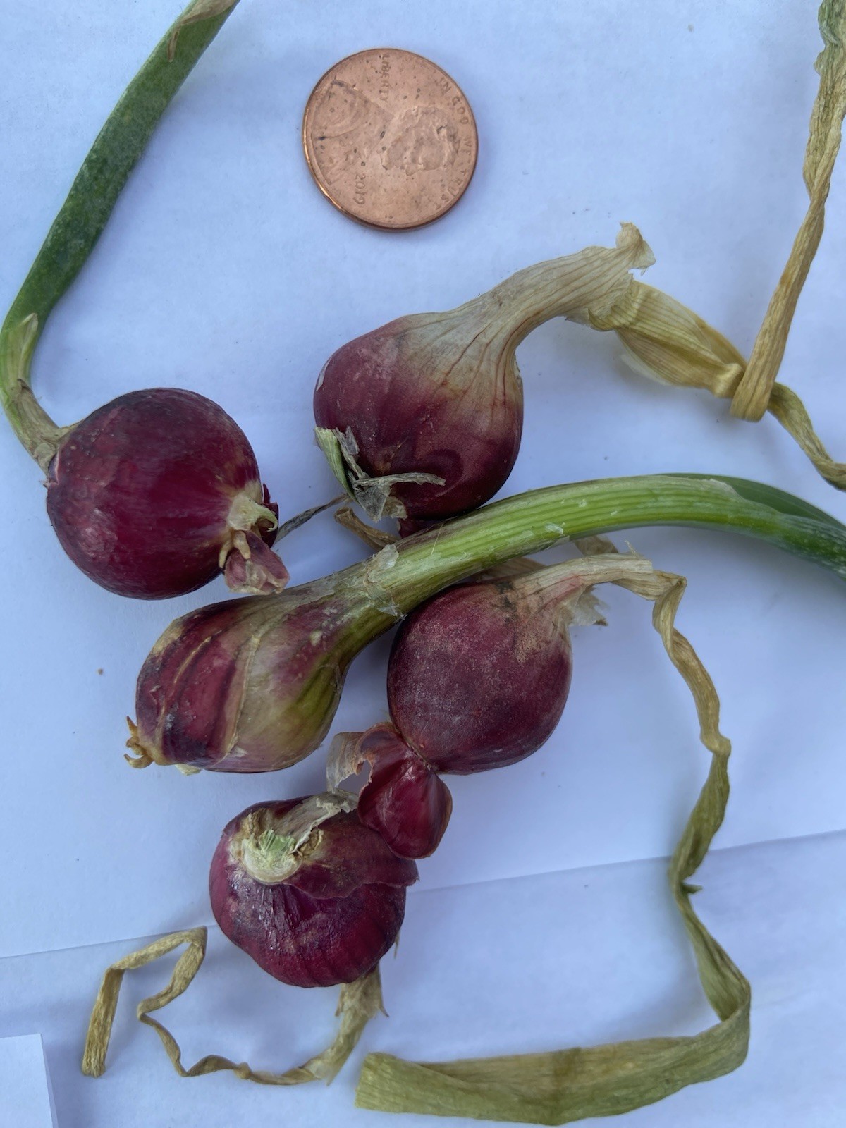 Egyptian Walking Onions Bulbs 5 Jumbo Size Lot Organic Heirloom 2026 Harvest