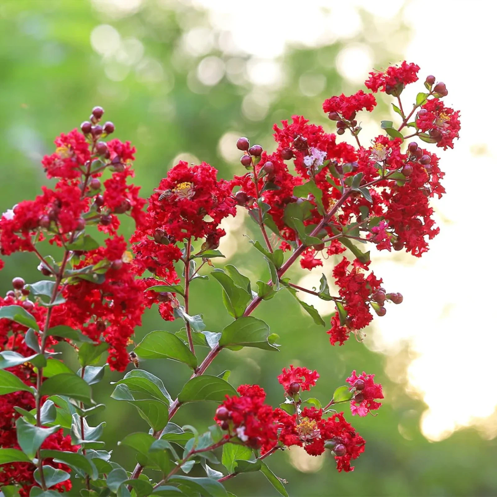 1 Red Crape Myrtle 12-18″ Tall Starter Shrub Bare Root