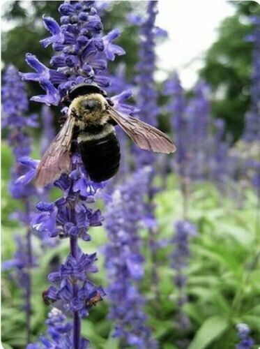 Scarborough Seeds 500 Hyssop Seeds, Bees & Butterflies, Blue-Violet,