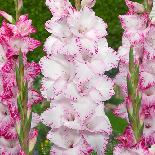 10 Gladiolus Flower Bulbs-Spectacular Rainbow Mix(Pack of 10 Lrg Bulbs)Zone 3-10