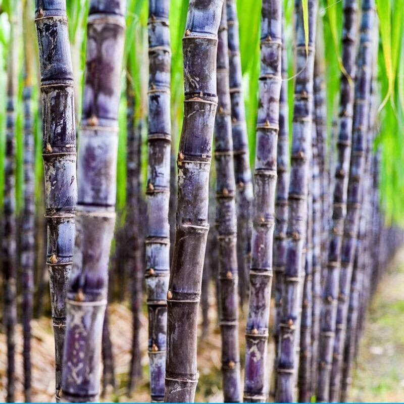 SUGAR CANE SEEDS * 6-18 FEET TALL * Rum Syrup Rock Candy