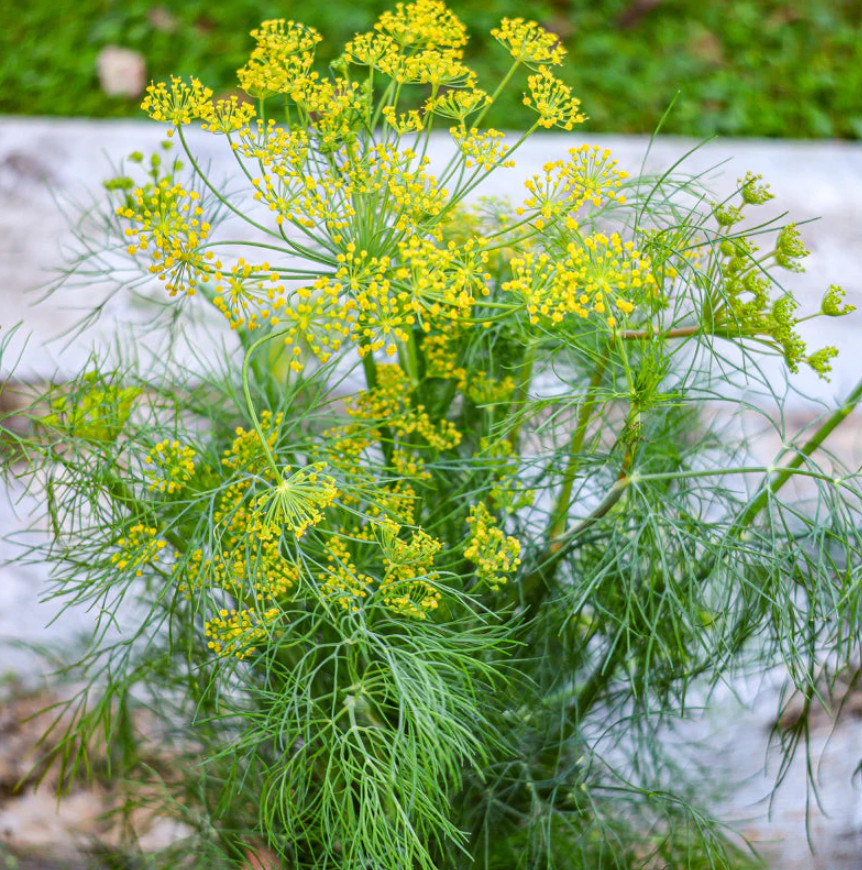 Dill Live Plant (Anethum graveolens) – Approx. 5 Inch Height