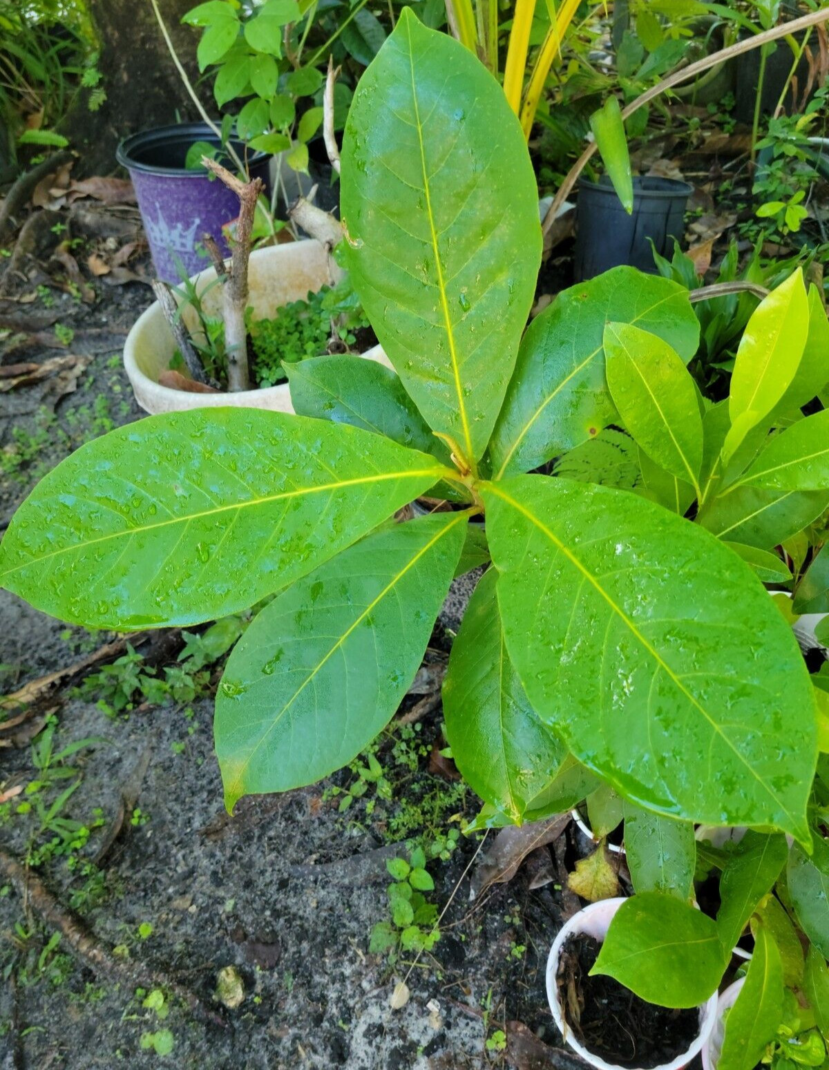 Tropical Almond Plants Terminalia catappa Live Plant 7 – 12 inch tall