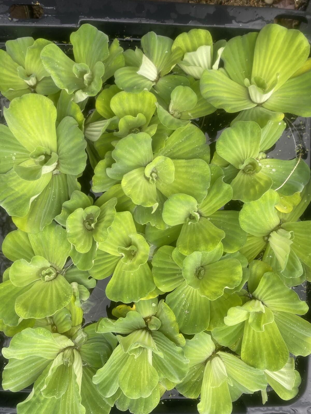 SUMMER SPECIAL (15) Water Lettuce Koi Pond Floating Plants Rid Algae Shade 2-4”