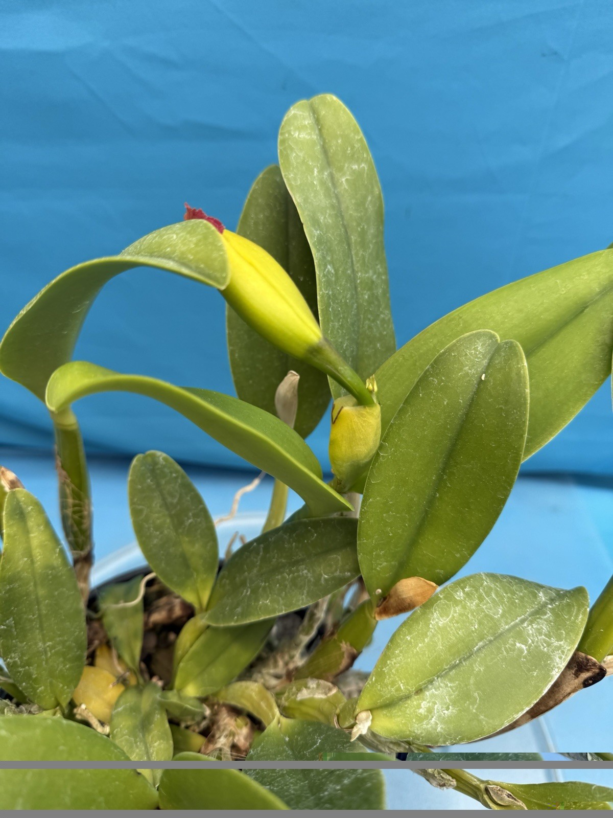 Rlc Mem Jim Nickou X Heather’s Gold Blooming Fragrant Orchid Eros Hybrid 7” Pot