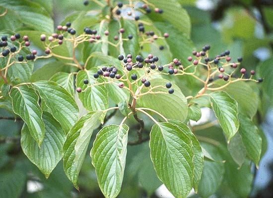 Giant Dogwood, Cornus controversa, Tree Seeds (Fast, Fall Color, Hardy, Showy)