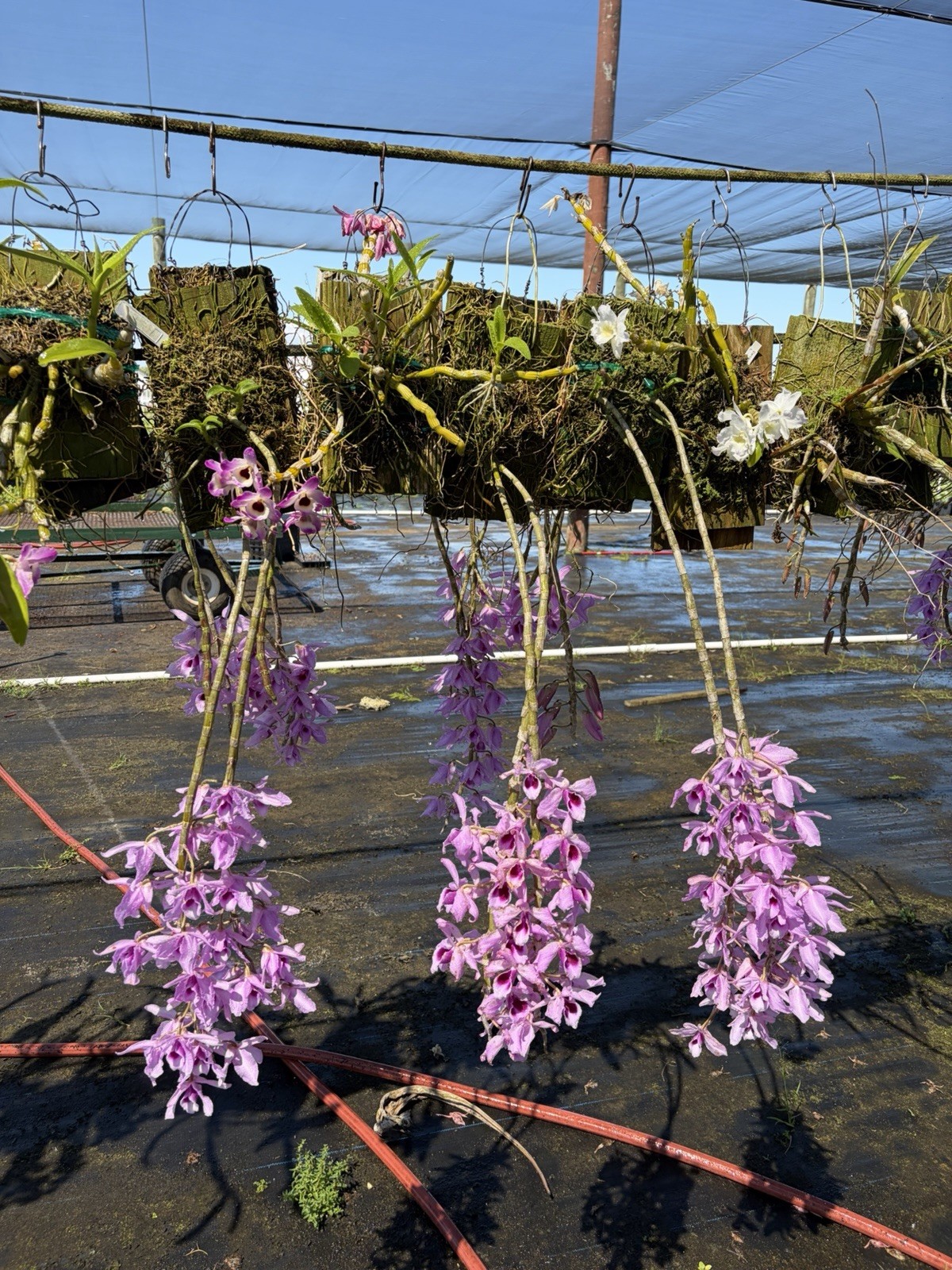 Dendrobium Orchid Flowering Plant Purple Blooms Flower Spike Indoor Outdoor