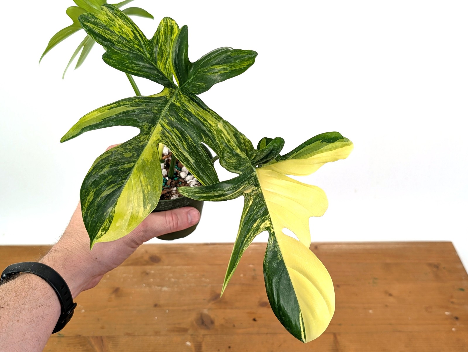 Philodendron Pedatum Variegated – Exact Plant #52A Exact Plant 4″ Pot: #52A