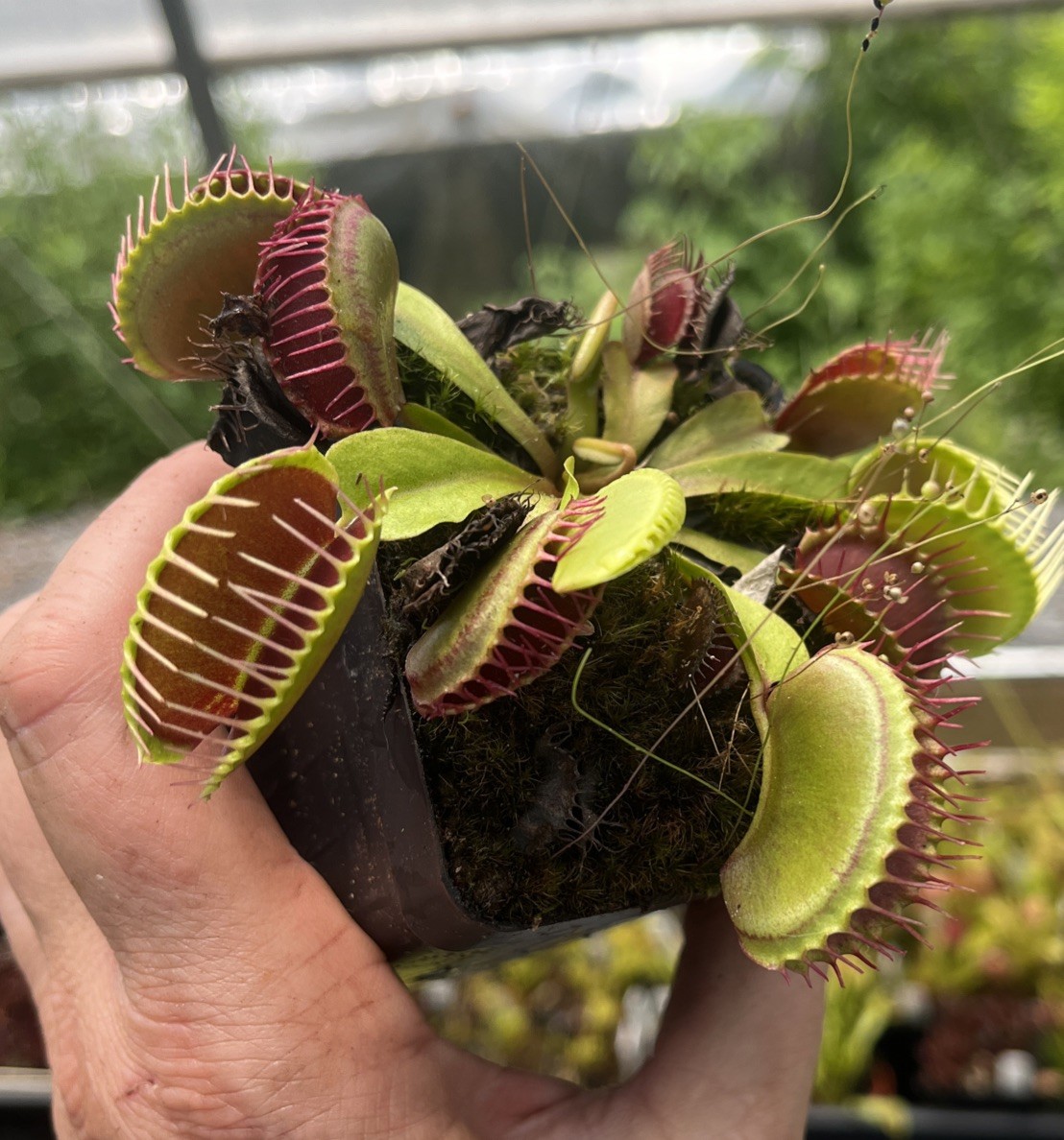 TYPICALS GONE WILD Live Potted Venus Flytrap Vigorous Plant