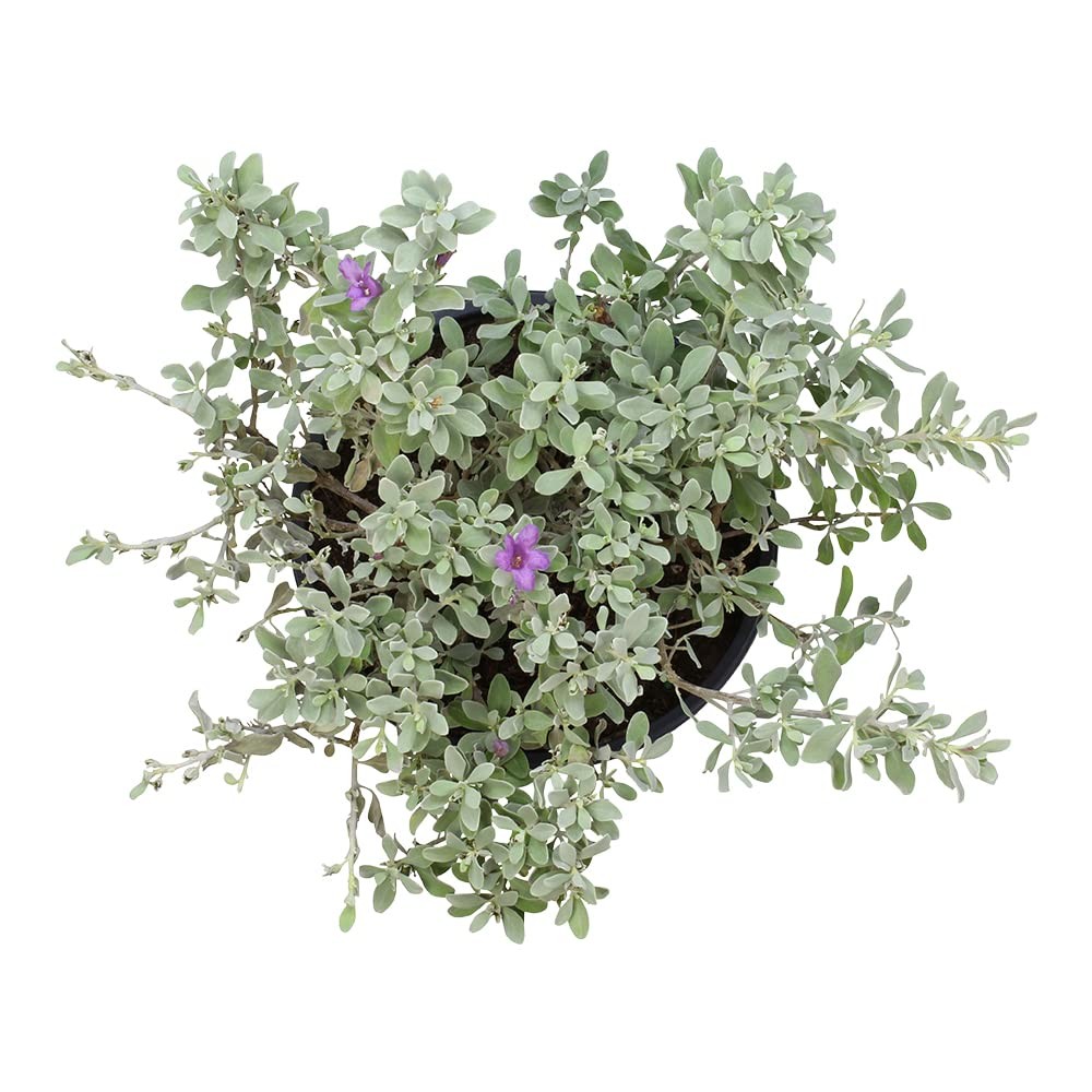 1G Silverado Sage Plant Shrubs Live In Planters For Outdoor Plants Live Live