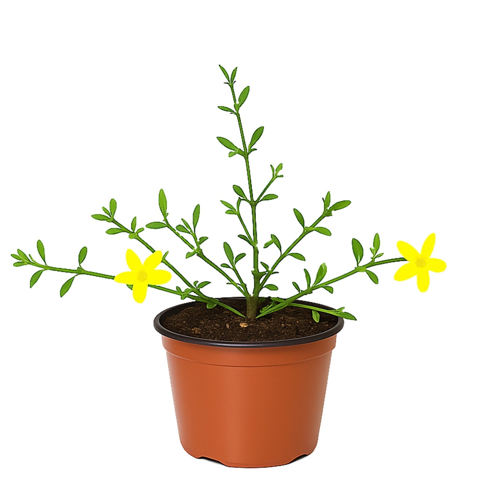 Jasmine Winter Yellow 1 Potted Plant – Rooted in a Quart Pot, Easy to Grow