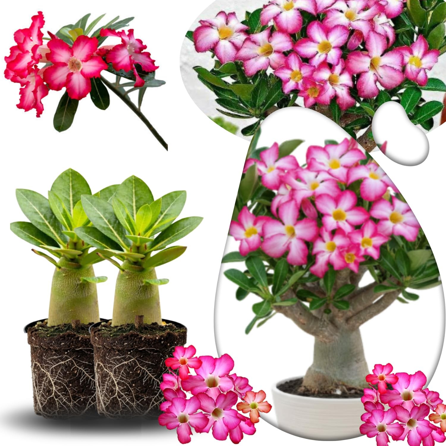 2 Red Desert Rose Live Plants 3-6 Inch Tall, Adenium Tropical Succulent