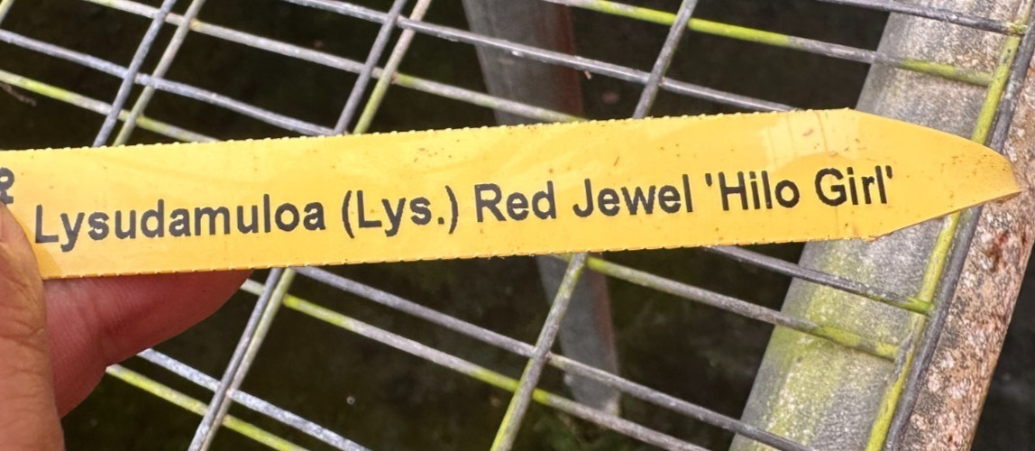 COMPLEX RED LYCASTE TYPE ORCHID HYBRID Red Jewel ‘Hilo Girl’ NBS plant 4″ pot