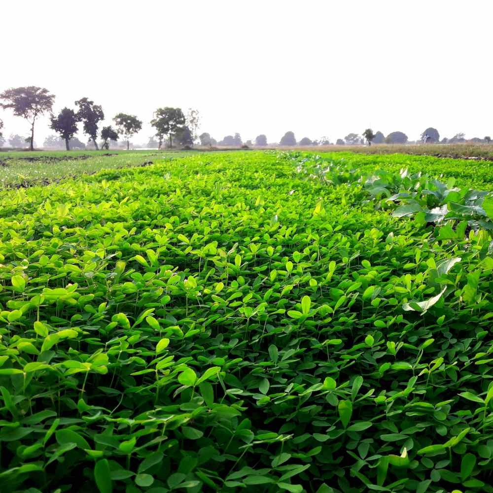50 LBS Berseem Clover Seeds For Deer Food Plots, Cover Crops