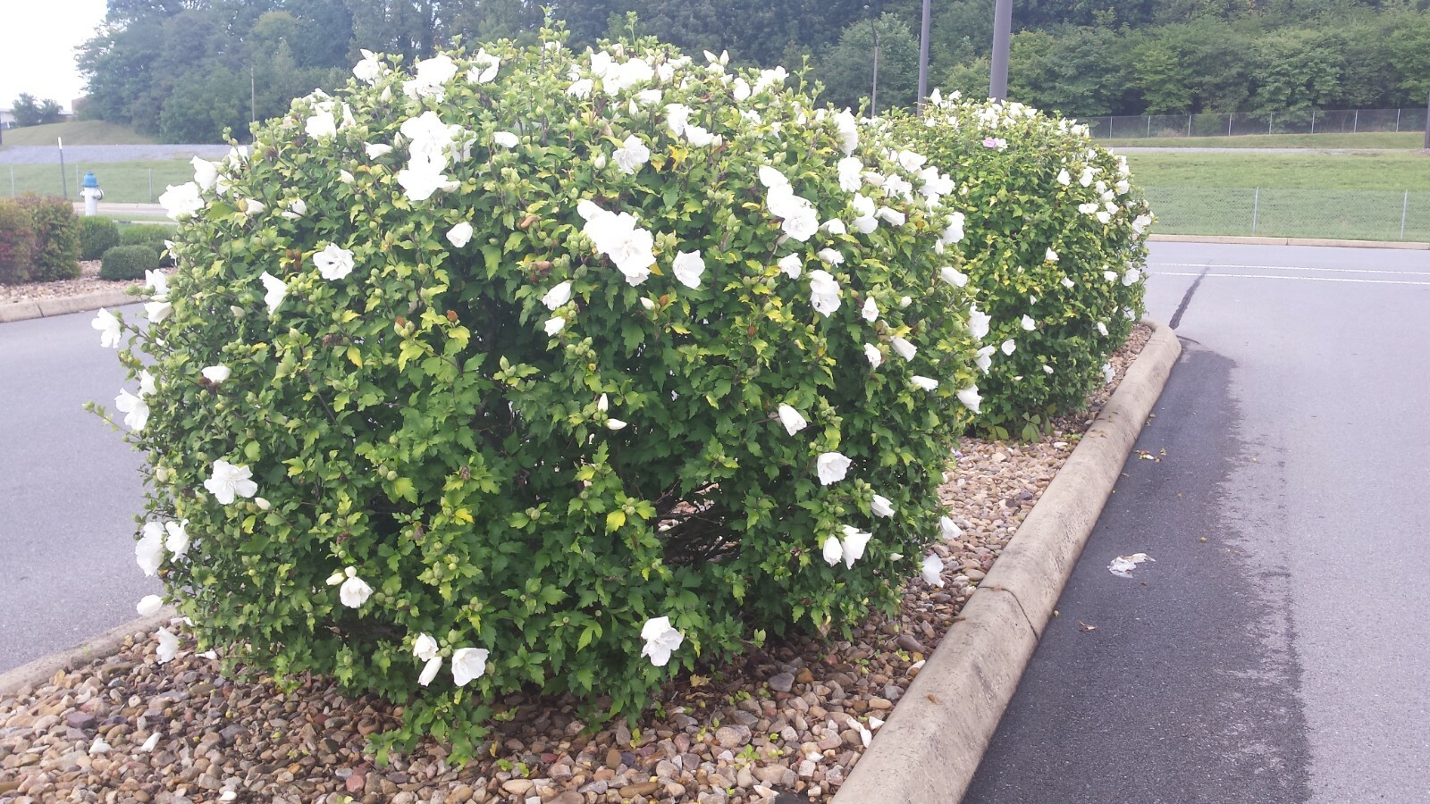 50+ Red Heart White Rose of Sharon Seeds (Hibiscus syriacus) 2022 Fall Fresh!