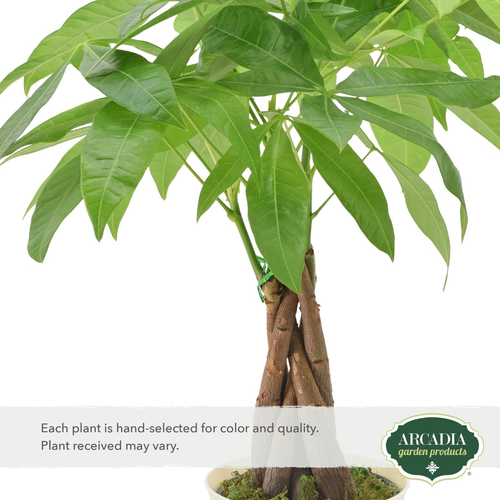 Live Braided Money Tree Indoor Plant – Pachira Aquatica, 4in Tropical Decor Gift