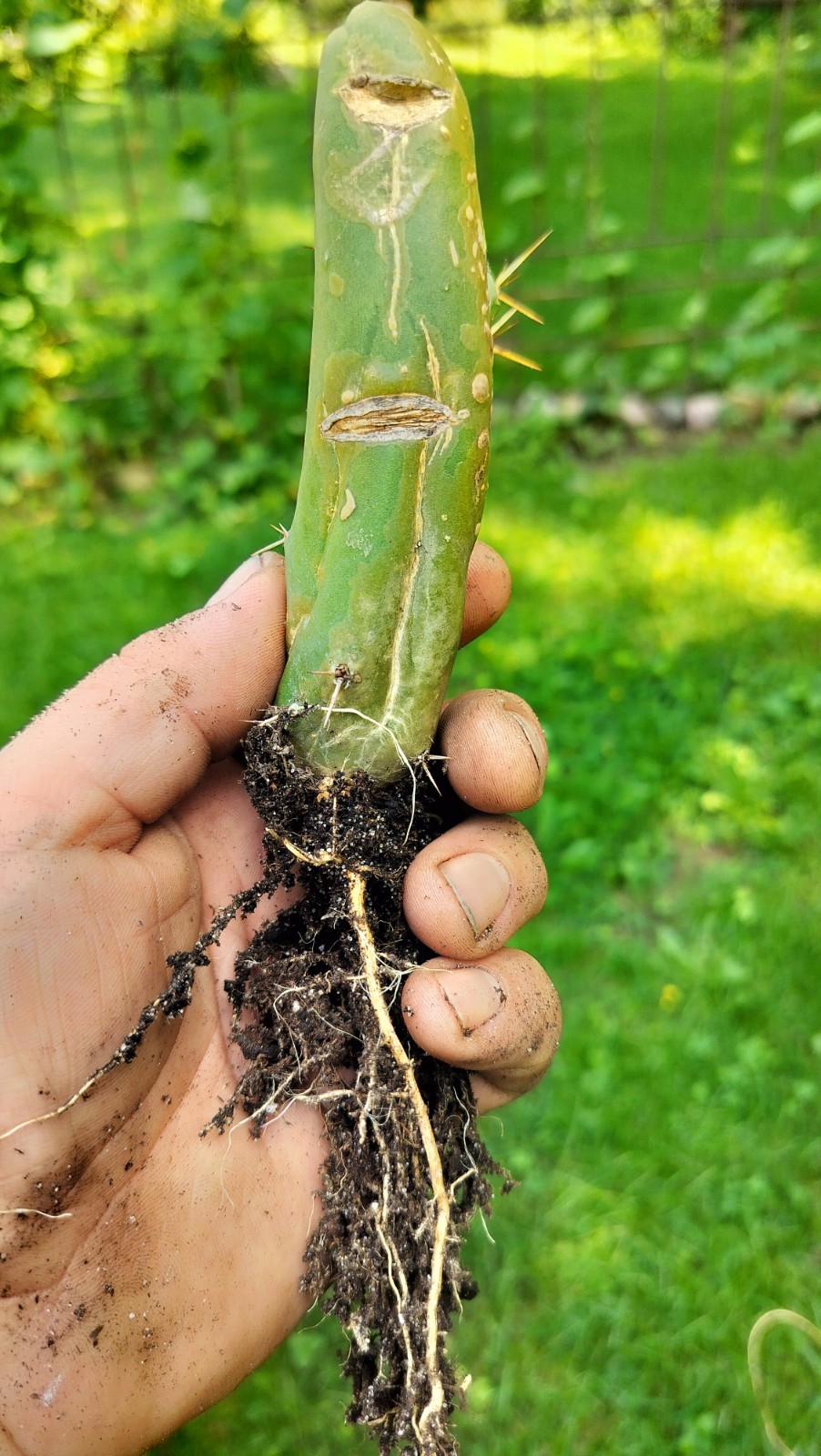 Sacred Cactus – Bridgesii TBM -Short Type- Fully Rooted ( Exact Cactus)