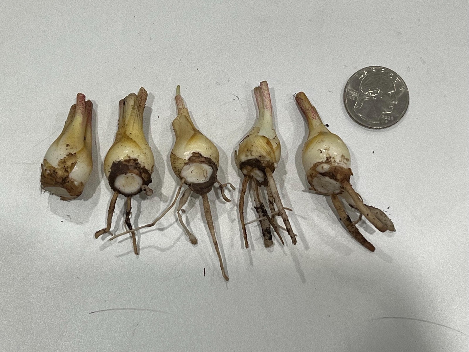 CHERRY Double Polianthes Tuberose Bulbs – US Seller