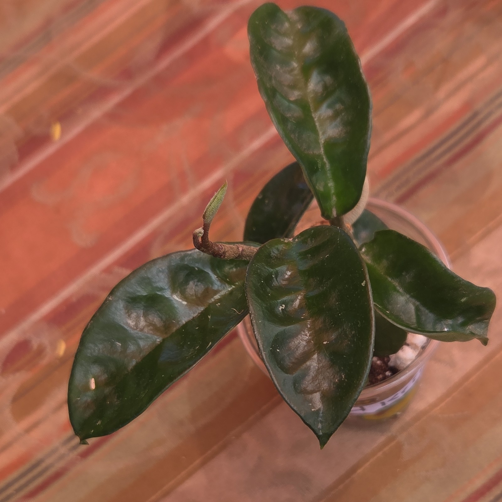 Hoya Krinkle Potted Plant Indoor Tropical Broadleaf, Vegetative, Medium Sun