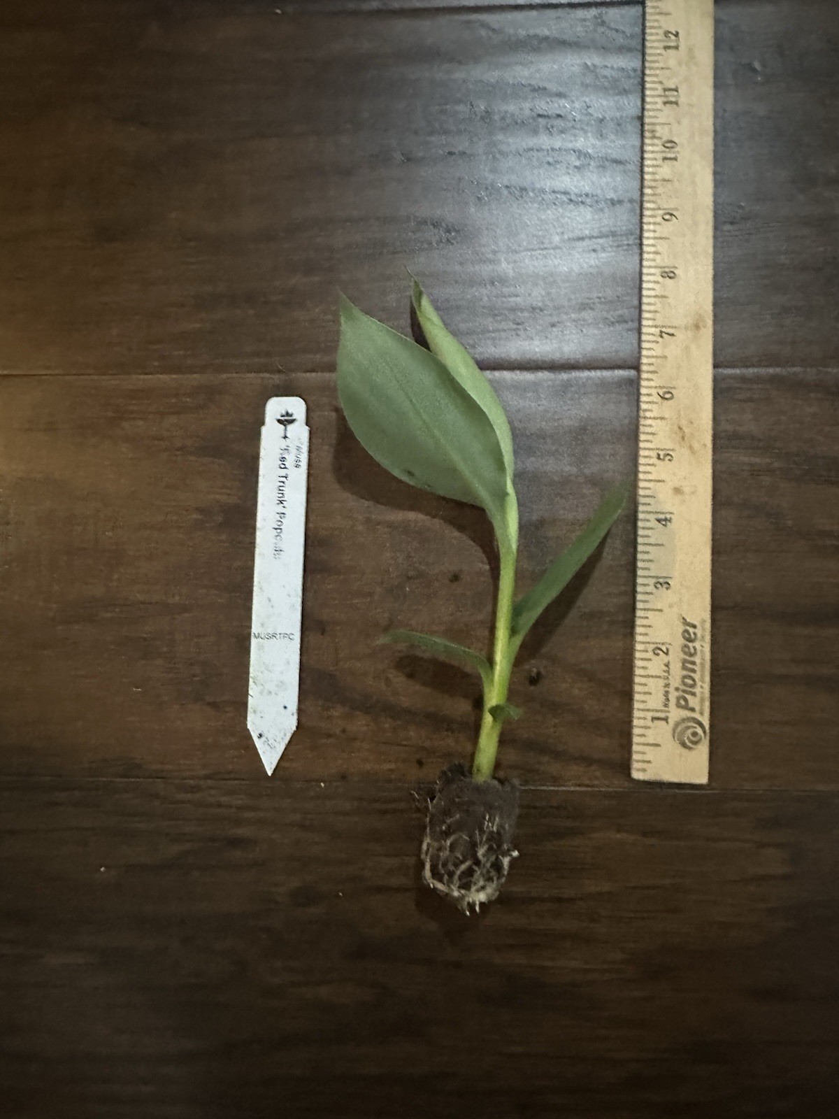 Red Trunk Papoulu Tongan Banana -1 TC Plant Plug Tree-3-6 inches-Edible Fruit!!!